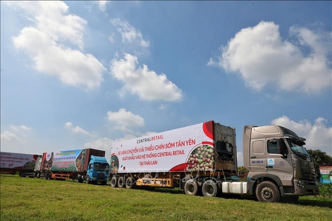 Bac Giang promueve ventas de lichi de maduración temprana ảnh 1 Bac Giang promueve ventas de lichi de maduración temprana ảnh 1