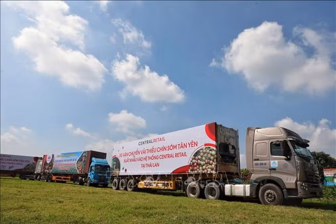 Bac Giang promueve ventas de lichi de maduración temprana ảnh 1 Bac Giang promueve ventas de lichi de maduración temprana ảnh 1