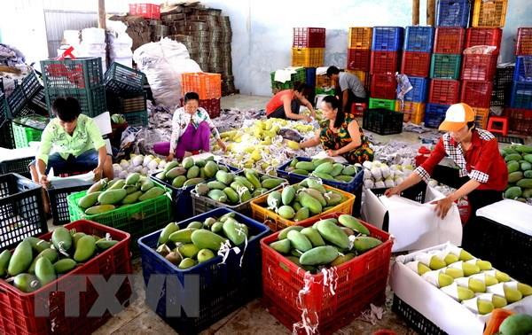 Cayen exportaciones de frutas y verduras de Vietnam a China ảnh 1 Cayen exportaciones de frutas y verduras de Vietnam a China ảnh 1