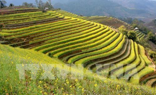 Efectuarán en Vietnam Festival de Terrazas de Arroz Mu Cang Chai ảnh 1 Efectuarán en Vietnam Festival de Terrazas de Arroz Mu Cang Chai ảnh 1