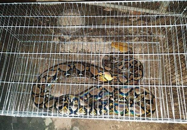 Rescatan en Vietnam serpiente pitón reticulada, especie en peligro de extinción ảnh 1