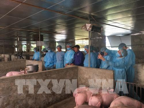 Dispuesta Alemania a compartir experiencias con Hanoi sobre lucha contra peste porcina africana ảnh 1 Dispuesta Alemania a compartir experiencias con Hanoi sobre lucha contra peste porcina africana ảnh 1