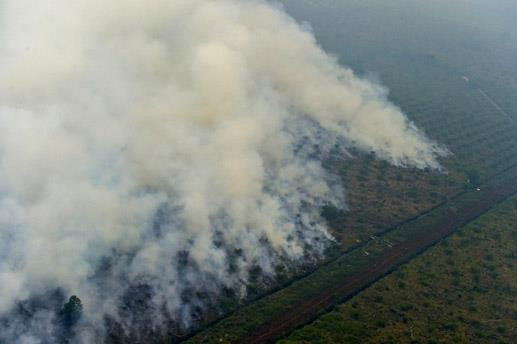 Indonesia refuerza lucha contra incendios forestales ảnh 1 Indonesia refuerza lucha contra incendios forestales ảnh 1