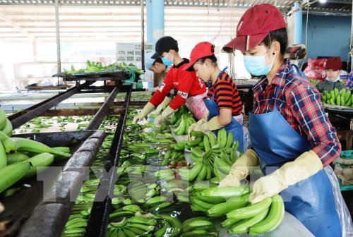 Apunta Vietnam a obtener 4,2 mil millones de dólares por exportaciones hortofrutícolas en 2019 ảnh 1 Apunta Vietnam a obtener 4,2 mil millones de dólares por exportaciones hortofrutícolas en 2019 ảnh 1
