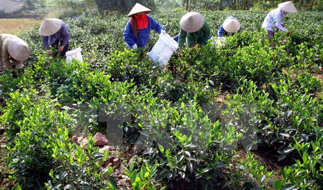 Eliminación del hambre y reducción de la pobreza a través de té ảnh 1 Eliminación del hambre y reducción de la pobreza a través de té ảnh 1
