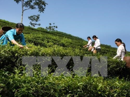 Inaugurada en Vietnam fábrica de té orgánico con tecnologías avanzadas de Japón ảnh 1 Inaugurada en Vietnam fábrica de té orgánico con tecnologías avanzadas de Japón ảnh 1
