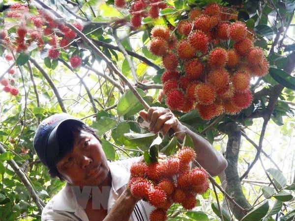 Vietnam exportará rambután a Nueva Zelanda ảnh 1 Vietnam exportará rambután a Nueva Zelanda ảnh 1