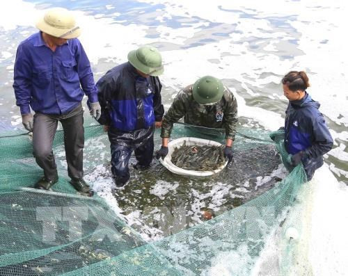 Provincia vietnamita actúa contra la pesca ilegal como respuesta a advertencia de la UE ảnh 1 Provincia vietnamita actúa contra la pesca ilegal como respuesta a advertencia de la UE ảnh 1