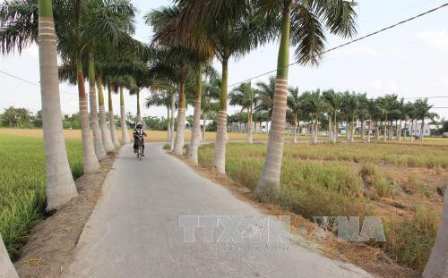 Long An invierte cerca de 500 millones de dólares en modernización rural ảnh 1 Long An invierte cerca de 500 millones de dólares en modernización rural ảnh 1