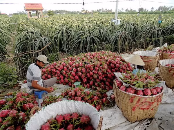 Australia asesora a Vietnam en desarrollo agrícola ảnh 1