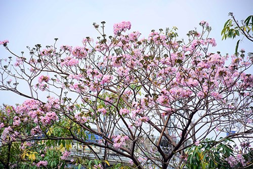 Ciudad Ho Chi Minh se tiñe de rosa con árboles de trompeta de color ảnh 1 Ciudad Ho Chi Minh se tiñe de rosa con árboles de trompeta de color ảnh 1