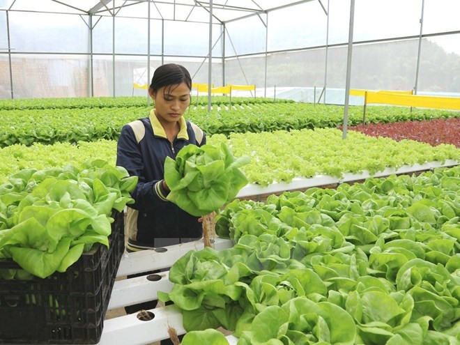 Ciudad vietnamita de Can Tho aspira a fortalecer cooperación con Francia ảnh 1 Ciudad vietnamita de Can Tho aspira a fortalecer cooperación con Francia ảnh 1
