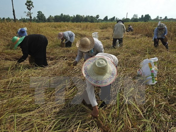 Sri Lanka y Bangladesh sellan gran contrato de compra de arroz de Tailandia ảnh 1 Sri Lanka y Bangladesh sellan gran contrato de compra de arroz de Tailandia ảnh 1