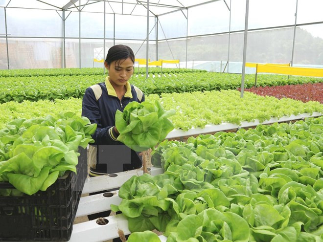 Desarrollan agricultura inteligente en Vietnam para afrontar cambio climático ảnh 1 Desarrollan agricultura inteligente en Vietnam para afrontar cambio climático ảnh 1