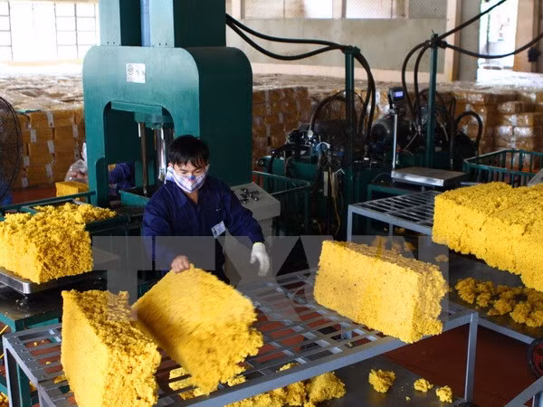 Vietnam espera unirse a Consejo Tripartito Internacional de Caucho ảnh 1