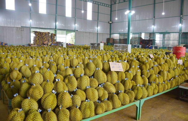 Productos agrícolas vietnamitas son más buscados en mercado internacional ảnh 1 Productos agrícolas vietnamitas son más buscados en mercado internacional ảnh 1