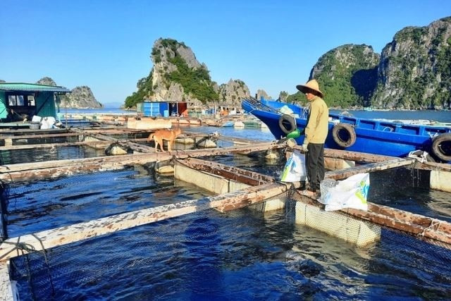 Quang Ninh. un modelo para acuicultura sostenible en Vietnam ảnh 1