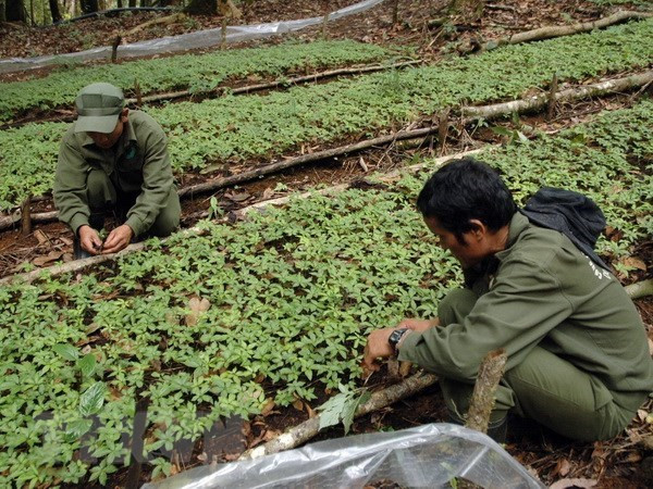 Ampliarán en Vietnam plantación del ginseng Ngoc Linh ảnh 1  Ampliarán en Vietnam plantación del ginseng Ngoc Linh ảnh 1