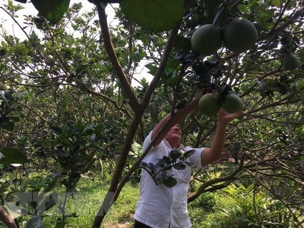 Vietnam acelera aplicación tecnológica en la agricultura ảnh 1 Vietnam acelera aplicación tecnológica en la agricultura ảnh 1