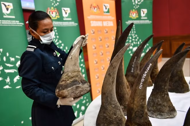 Confiscan en Malasia mayor cantidad de cuernos de rinoceronte ảnh 1