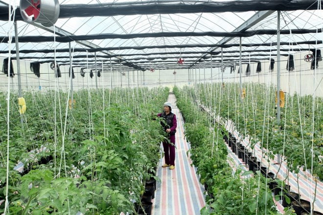 Jóvenes taiwaneses buscan oportunidad de cooperación agrícola en Vietnam ảnh 1 Jóvenes taiwaneses buscan oportunidad de cooperación agrícola en Vietnam ảnh 1