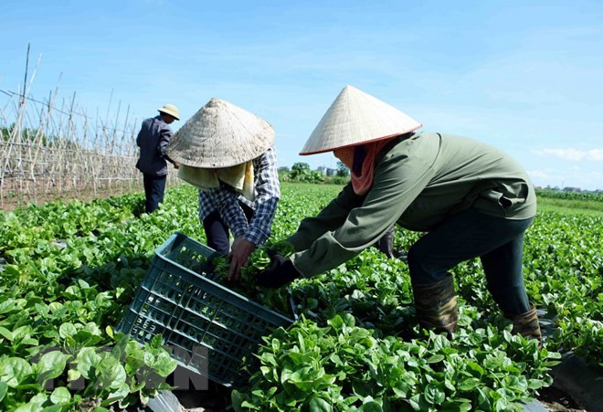 Cooperativas de Vietnam trabajan por elevar eficiencia de sus operaciones ảnh 1 Cooperativas de Vietnam trabajan por elevar eficiencia de sus operaciones ảnh 1