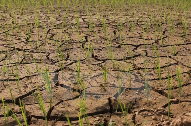 Producción de arroz en Sudeste Asia sufre impactos por El Nino ảnh 1 Producción de arroz en Sudeste Asia sufre impactos por El Nino ảnh 1