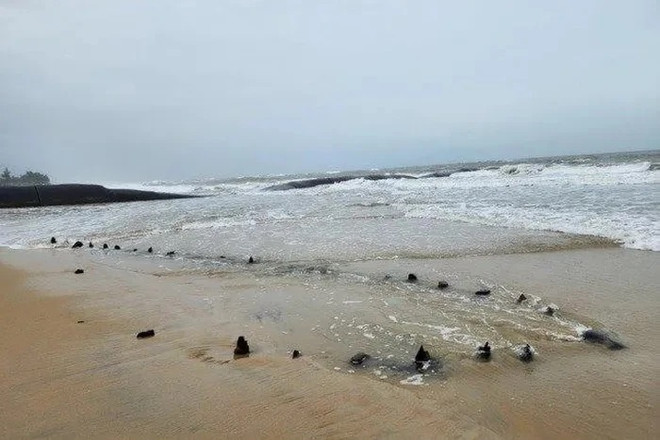 Ciudad vietnamita de Hoi An urge recolección de muestras de isótopos de carbono de naufragio ảnh 1