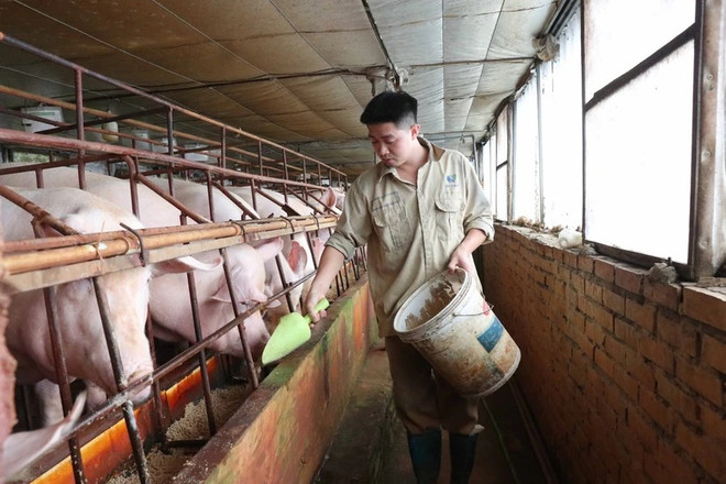 Industria ganadera apunta a un crecimiento de la producción del 4-5% en 2024 ảnh 1 Industria ganadera apunta a un crecimiento de la producción del 4-5% en 2024 ảnh 1