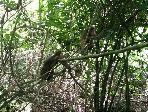 Liberan diez monos raros a la naturaleza en el Parque Nacional Phong Nha-Ke Bang ảnh 1 Liberan diez monos raros a la naturaleza en el Parque Nacional Phong Nha-Ke Bang ảnh 1