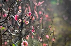 Entregarán obsequios a personas con méritos revolucionarios en ocasión del Tet ảnh 1 Entregarán obsequios a personas con méritos revolucionarios en ocasión del Tet ảnh 1