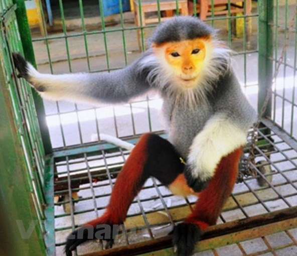 Vietnam se esfuerza para proteger a primate endémico ảnh 1 Vietnam se esfuerza para proteger a primate endémico ảnh 1