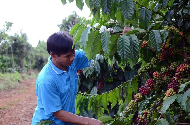 Intercambian en Hanoi medidas para impulsar comercio de productos agrícolas de Vietnam ảnh 1 Intercambian en Hanoi medidas para impulsar comercio de productos agrícolas de Vietnam ảnh 1