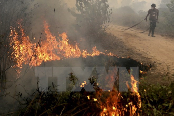 Emisiones por incendios en Indonesia superan a las de EE.UU ảnh 1