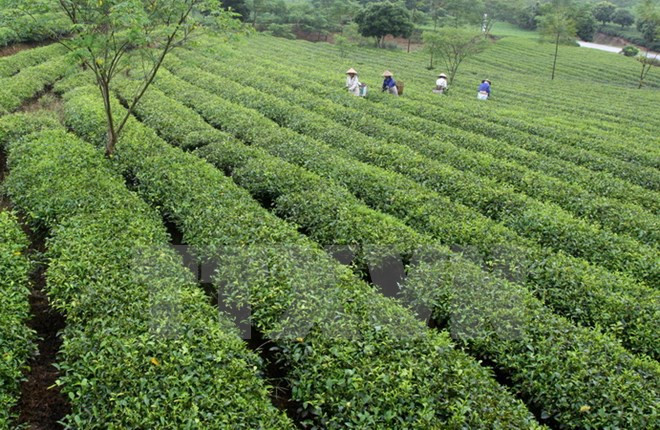  Celebrarán tercer Festival del Té en provincia norteña de Thai Nguyen ảnh 1