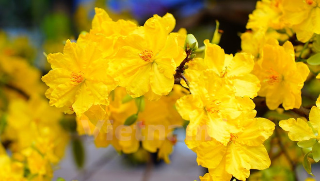 Efectúan Festival de Flores en Ciudad Ho Chi Minh ảnh 2 Efectúan Festival de Flores en Ciudad Ho Chi Minh ảnh 2
