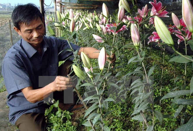 Colorida aldea de flores de Tay Tuu en cercanías del Tet ảnh 1