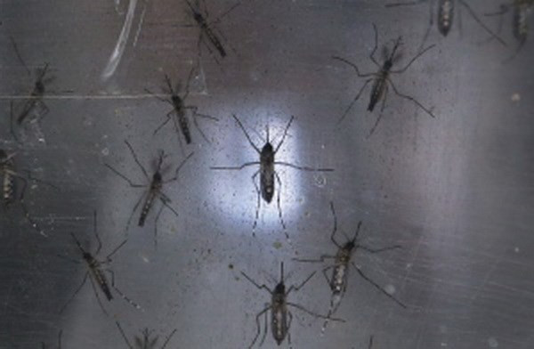 Indonesia orienta a sus ciudadanos evitar viajes a zonas infectadas por Zika ảnh 1 Indonesia orienta a sus ciudadanos evitar viajes a zonas infectadas por Zika ảnh 1