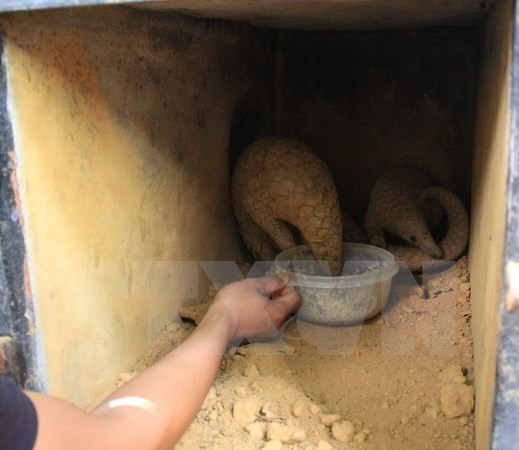 Traficantes de pangolines se enfrentarán a 15 años de cárcel ảnh 1 Traficantes de pangolines se enfrentarán a 15 años de cárcel ảnh 1