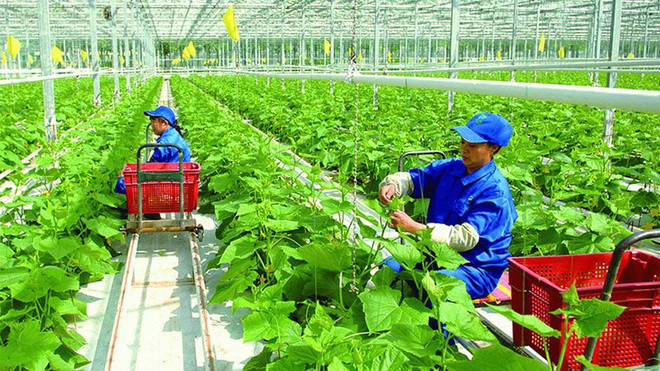 Vietnam por garantizar desarrollo verde y sostenible de agricultura ảnh 1 Vietnam por garantizar desarrollo verde y sostenible de agricultura ảnh 1