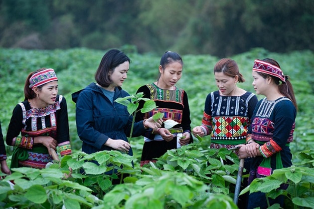 Vietnam trabaja por garantizar igualdad de género en minorías étnicas ảnh 1 Vietnam trabaja por garantizar igualdad de género en minorías étnicas ảnh 1