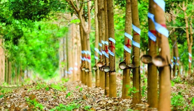 Promueven Vietnam y Laos cooperación en desarrollo agrícola y forestal ảnh 1 Promueven Vietnam y Laos cooperación en desarrollo agrícola y forestal ảnh 1