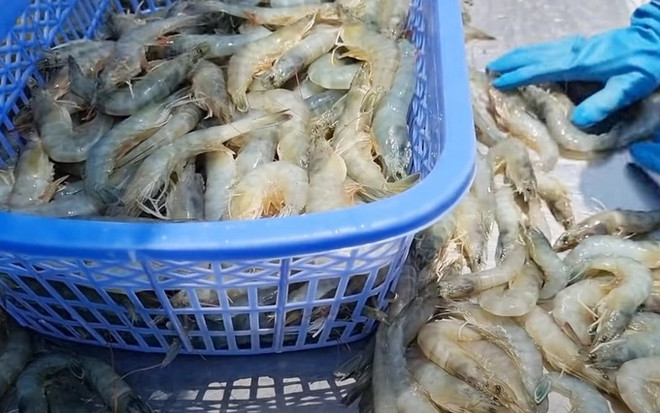 Vietnam entre mayores proveedores de productos acuáticos de Estados Unidos ảnh 2 Vietnam entre mayores proveedores de productos acuáticos de Estados Unidos ảnh 2
