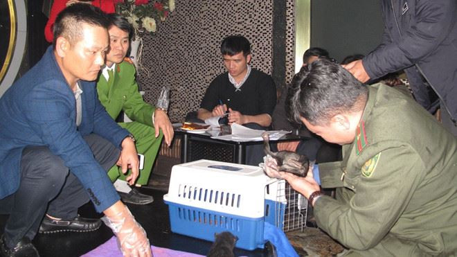 Vietnam rescata a dos ositos tibetanos de contrabando ảnh 1 Vietnam rescata a dos ositos tibetanos de contrabando ảnh 1