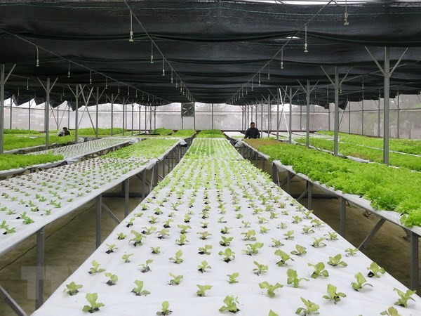 Buscan Vietnam y Australia impulsar la cooperación en agricultura orgánica ảnh 1 Buscan Vietnam y Australia impulsar la cooperación en agricultura orgánica ảnh 1