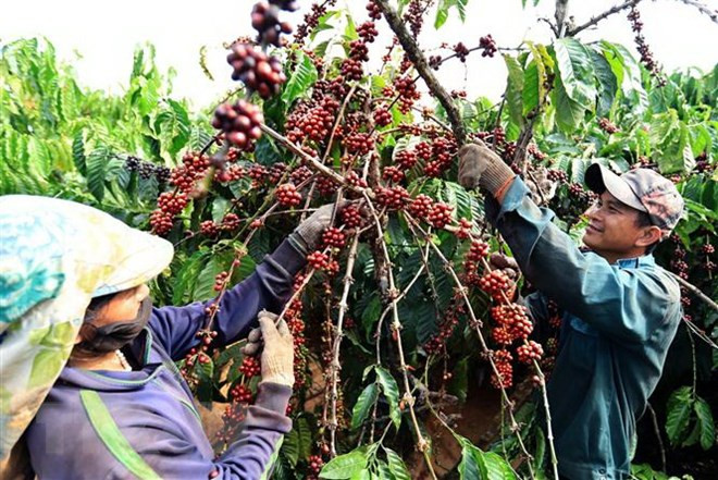 Exportación de café vietnamita a Argelia aumenta 56 por ciento ảnh 1