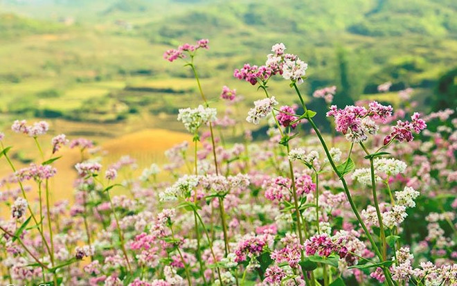 Festival de Flores de Alforfón atrae a turistas a Ha Giang ảnh 1 Festival de Flores de Alforfón atrae a turistas a Ha Giang ảnh 1