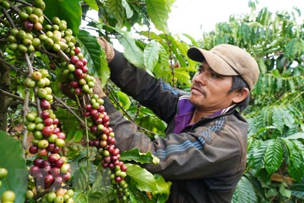 Exportaciones de café de Vietnam aumentan 5,4 por ciento hasta octubre ảnh 1 Exportaciones de café de Vietnam aumentan 5,4 por ciento hasta octubre ảnh 1