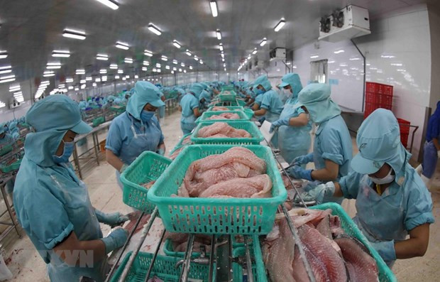Vietnam se empeña en ampliar exportaciones de pangasius a Australia ảnh 1 Vietnam se empeña en ampliar exportaciones de pangasius a Australia ảnh 1
