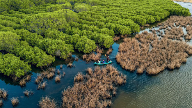 Provincia vietnamita por proteger bosques costeros ảnh 1 Provincia vietnamita por proteger bosques costeros ảnh 1